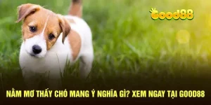 Nằm mơ thấy chó
