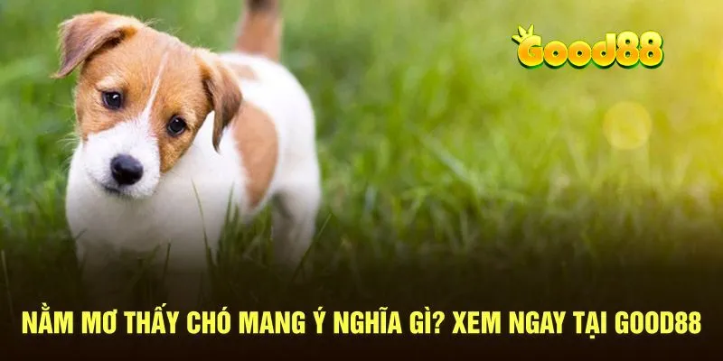 Nằm mơ thấy chó